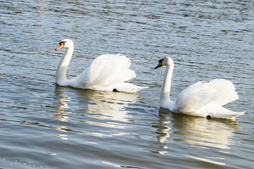 Swans