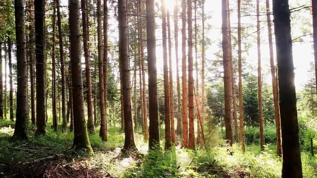 travelling dans une for&ecirc;t avec des troncs qui laissent passer le soleil