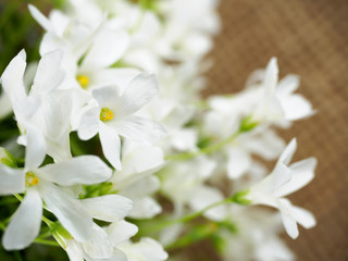 white flowers