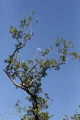 Premier quartier de lune en plein jour au dessus de la végétation en Guyane française