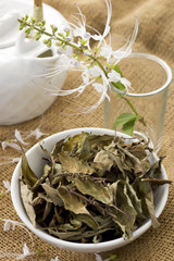 Dried and Fresh Kuching Misai; Orthosiphon stamineus. Non sharpened file