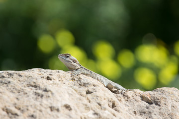 Mountain agama (Laudakia stellio) basking on a rock on the natur
