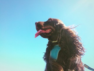 cane