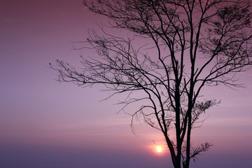 silhouette of a tree with branch and sunrise background.