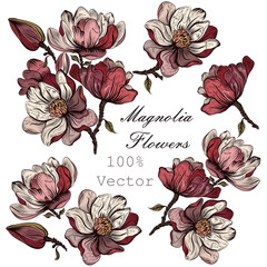 Naklejka premium Collection of vector hand drawn magnolia flowers in engraved sty