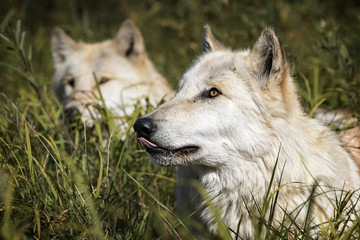 Fototapeta premium A male Grey Wolf and his brother nearby laying in the grass.