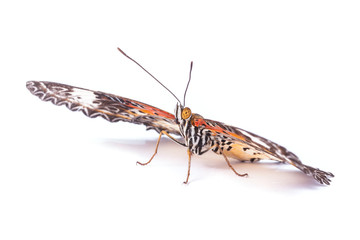 Single monarch butterfly isolated on white background 