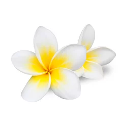 Photo sur Plexiglas Frangipanier fleur de frangipanier isolé sur fond blanc
