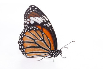 Fototapeta na wymiar Single monarch butterfly isolated on white background 