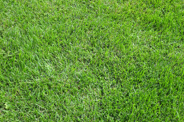 Green grass carpet as background in summer day close up horizontal view