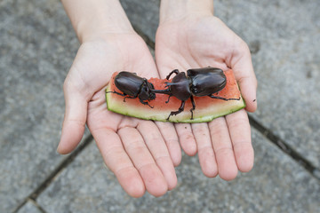 西瓜を食べるカブトムシ