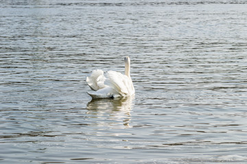Swans on the beach