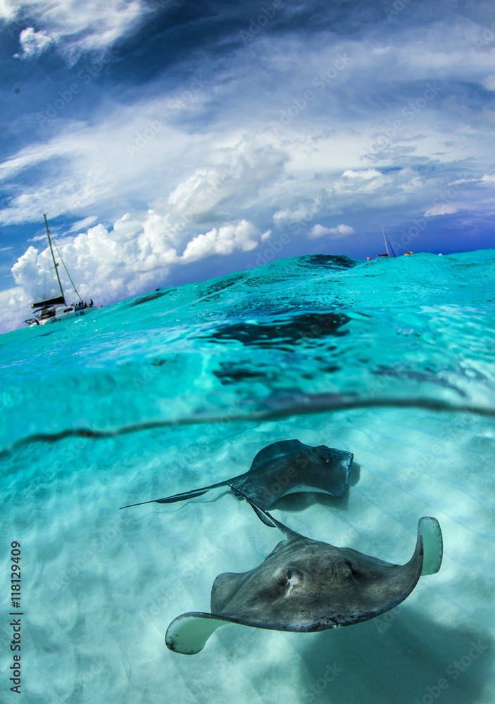 Wall mural stingray city - cayman islands