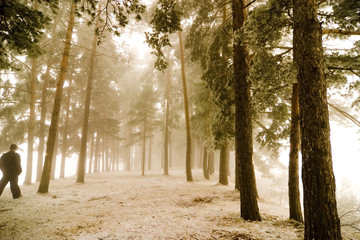 Walking in misty forest