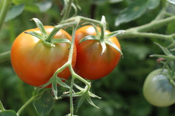 Tomatoes on a branch