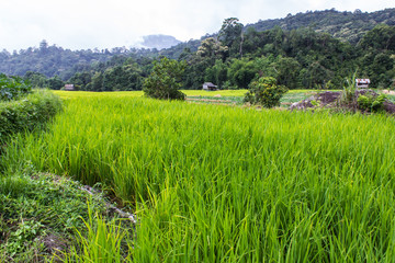 Terraced Rice Field, Pha Mon Chiangmai Thailand