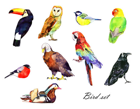watercolor bird set