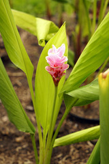 siam tulip