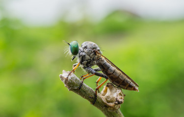 Asilidae, macro robber fly on branch in green nature background