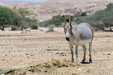 Somali wild donkey (Equus africanus) is the forefather of all domestic asses. This species is extremely rare both in nature and in captivity. Nowadays it inhabits nature reserve near Eilat, Israel