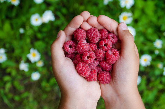 little girl is holding a handful of fresh ripe raspberries on the background  grass and daisies