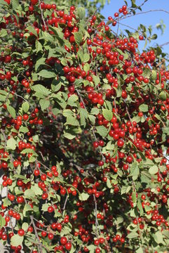 ripe red cherries on the branches