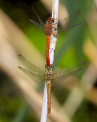 A Ruddy Darter pair, sympetrum sanguineum, in tandem prior to mating.