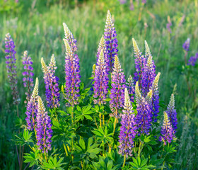 flower lupin grass