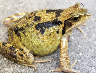 Fototapeta premium Common frog