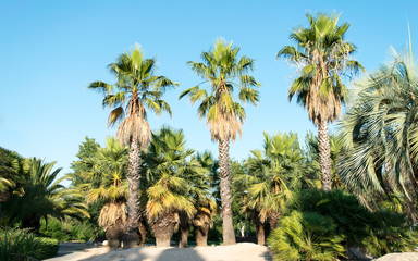 Fototapeta na wymiar Palm trees on blue sky.