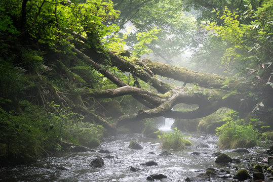 fallen tree on mountain stream in a misty atmosphere. Mt. Daisen, Tottori Pref. Japan.
