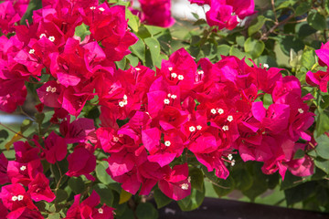 colorful bougainvillea flower