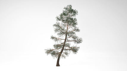 Tree in the wind isolated on white background