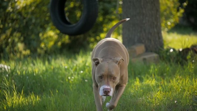 Slow motion shot of a beautiful tan colored red nose pit bull dog walking towards the camera in front of a tree tire swing.

