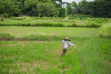 Obraz na płótnie Canvas scarecrow in rice field