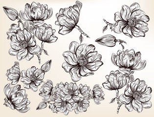 Obraz premium Collection of vector hand drawn magnolia flowers in engraved sty