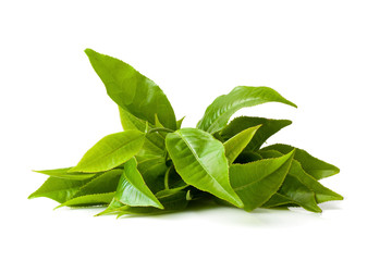 Green tea leaf isolated on white background