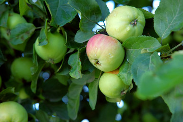 Green apple tree