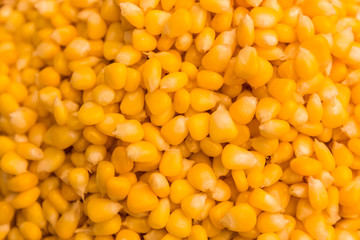 Background of bulk of yellow corn grains