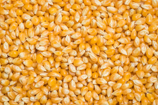 Popcorn seed background and texture