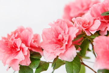 Rosa Azaleenblüte