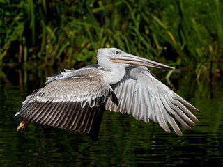 Pink-backed pelican (Pelecanus rufescens)