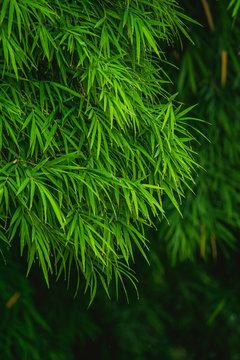 be fresh green Bamboo leaves after the rain
