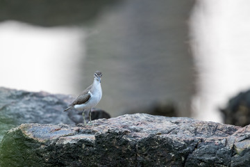 Common Sandpiper (Actitis hypoleucos) perching on rock