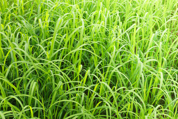 Rice leaves paddy field background