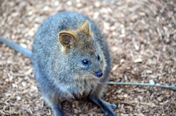 Quokka (Setonix brachyurus), a cute, small Australian kangaroo