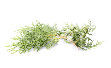 green fir branch isolated on white background