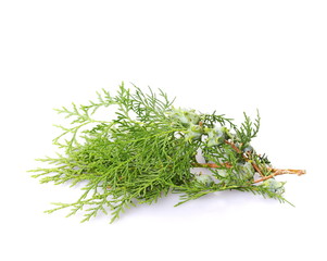 green fir branch isolated on white background
