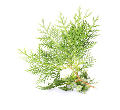 green fir branch isolated on white 