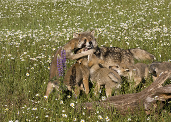 Fototapeta premium Wolf Pups Interacting with Mother